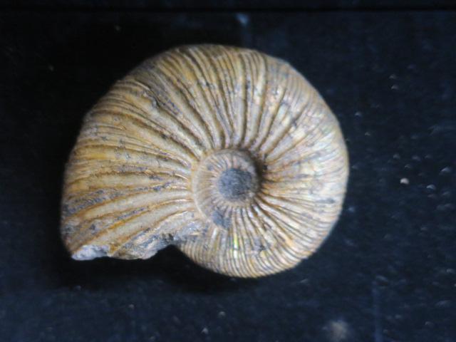 VIRGATITES NAUTILOID, Upper Jurassic Period: (1 of 3)