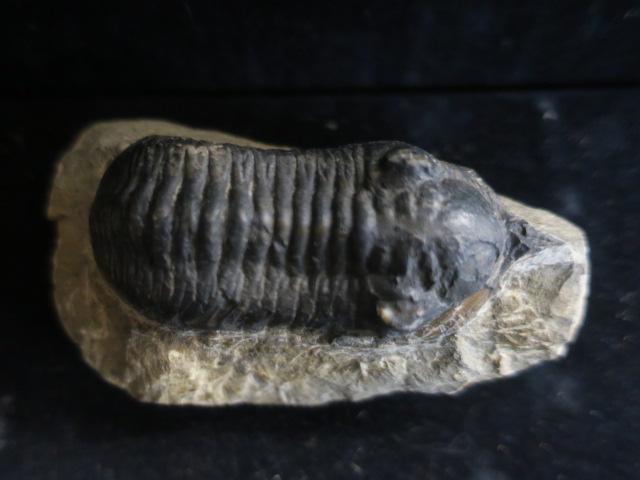 TRILOBITE FOSSIL, MOROCCONITIES MALLADOIDS:: TRILOBITE FOSSIL, MOROCCONITIES MALLADOIDS: 3 1/4" Long, Devonian Period from Atlas Mountains Morocco. (100-200)