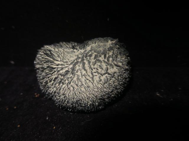 Rare VIVINITE (Derived from Whale Bone): Rare VIVINITE (Derived from Whale Bone) From Richmond, Virginia. 2" diameter. (80-160)
