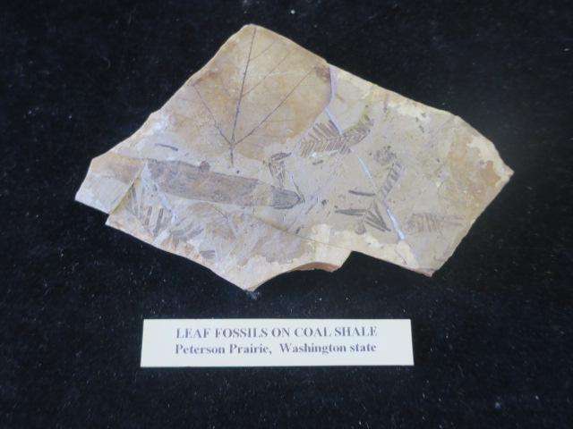 FOSSIL; Leaf Fossils on Coal Shale:     (50-100) (1 of 3)