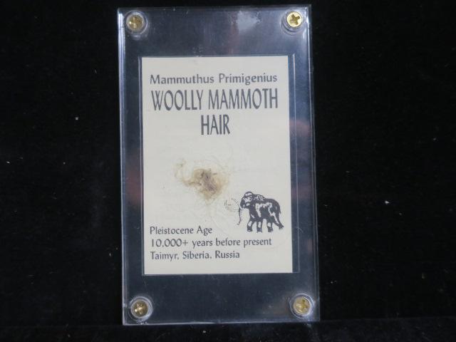 WOOLLY MAMMOTH HAIR, Mammuthus Primigenius: (1 of 3)