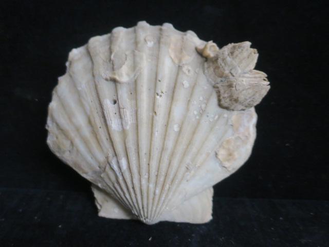 FOSSIL; PECTEN (LYROPECTEN) JEFFERSONIOUS, SCALLOP :: FOSSIL; PECTEN (LYROPECTEN) JEFFERSONIOUS, SCALLOP SHELL: Pliocene Epoch, Found at Langley Field Virginia. With Natural Anterior Posterior Shells Barnacles. 6" x 6". (100-200)