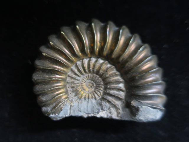 FOSSIL; AMMONITE PLEUROCERAS SBINATUS (Pyrite Replace):: FOSSIL; AMMONITE PLEUROCERAS SBINATUS (Pyrite Replacement): Lisa Formation, Lower Jurassic Period. Lisa Formation Untersturmig, Germany. Gilded Appearance is Natural from Pyrite. 2" Diameter. (80-160)