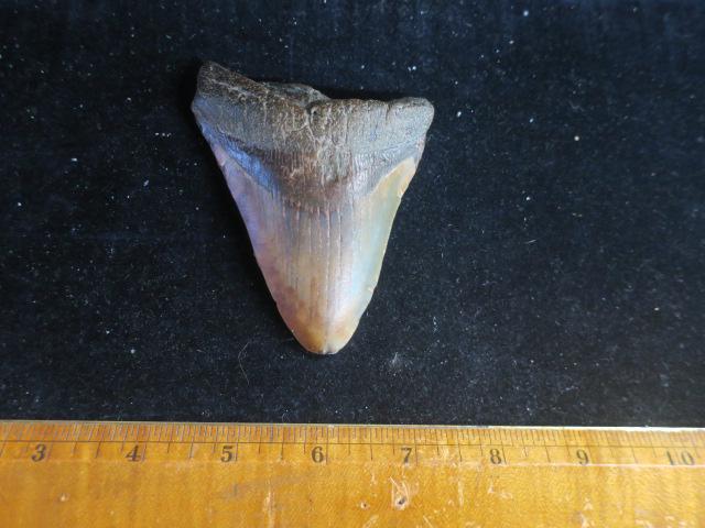 CARCHARODON MEGALOSLON 3 7/8" Shark's Tooth: (1 of 3)