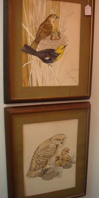 2 Signed B RODRIGUEZ Bird Watercolors: 2 Signed B RODRIGUEZ Bird Watercolors: Yellow Belly Warbler and Owl with Babies. 15" X 11" Image in Watercolor Wash and Ink. (60-80)