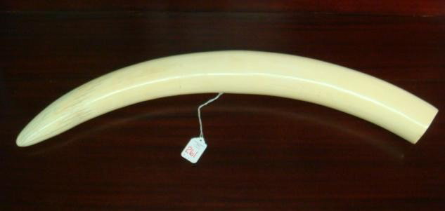 Ivory Elephant Tusk:: Ivory Elephant Tusk: Pre Ban (1989) Hollow Upper Incisor. 2 1/2" Diameter. 26"L, 7 3/4 Pounds. USA Buyers Only. (1000-1800)