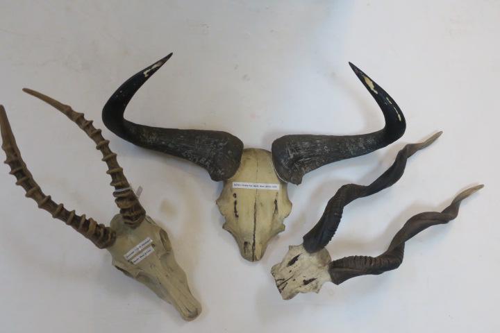 Three Replicas of Big Game Trophy Antlers and Horns:: Three Replicas of Big Game Trophy Antlers and Horns: Cape Water Buffalo 25" across, Gorongozi Antelope 14" Tall and Wouth West African Kudo Horns 21" Tall. (100-200)