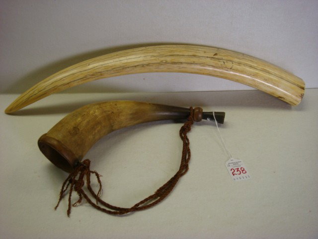Ivory Walrus Tusk and Hunting Horn:: Ivory Walrus Tusk and Hunting Horn: 21"L Walrus Tusk is 2 1/2" Diameter with Golden Patina and Distinct Core Region. Hunting Horn is 11"L with Mouthpiece Attached. Made from a Very Curvy Cow Horn. (14