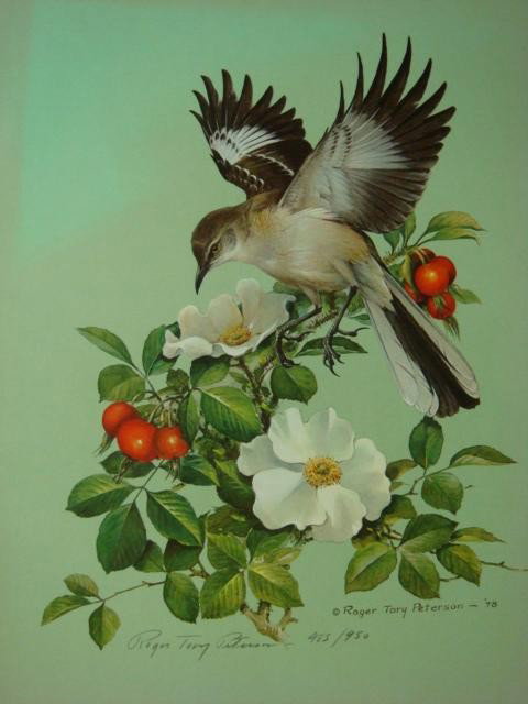 Pencil Signed/ Numbered ROGER T PETERSON Bird Prin: Pencil Signed/ Numbered ROGER T PETERSON Bird Print: Signed Center Left. Published by Mill Pond Press, #485/950, Done 1978. Artist, Author, Naturalist, 1908-1996. He is "Peterson's Field Guide"!! 16 1