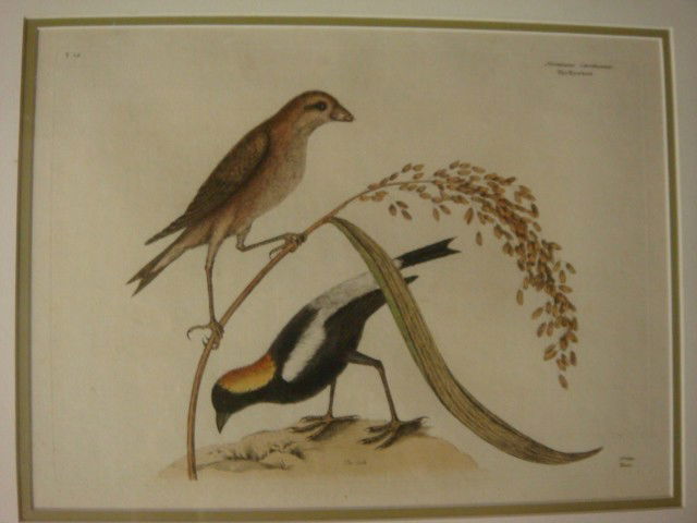 MARK CATESBY, "RICE BIRD" HC Engraving, CA 1754: MARK CATESBY, "RICE BIRD" HC Engraving, CA 1754: From Famous The Natural History of Carolina.. Vol. I, Hand Colored Engraving CA 1754. 11" x 15" Framed in Light Maple Wood and Double Matted to 17 1/2"