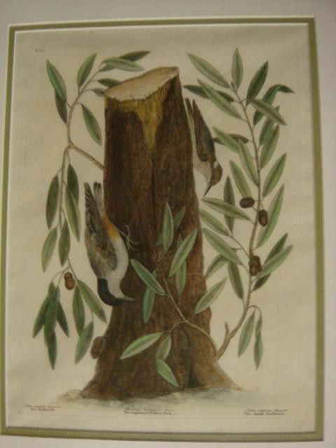 MARK CATESBY, "THE NUTHATCH" HC Engraving, CA 1771: MARK CATESBY, "THE NUTHATCH" HC Engraving, CA 1771: From Famous The Natural History of Carolina.. Vol. VI Hand Colored Engraving, CA 1771. 15" x 11" Framed in Light Maple Wood and Double Matted to 21