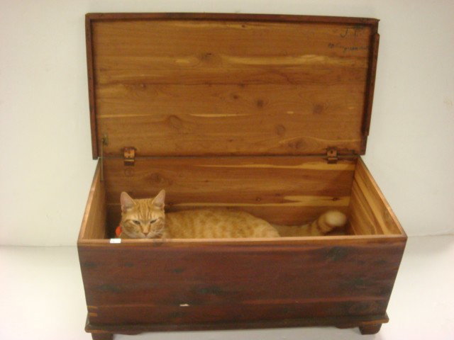 Mini Cedar Lined Hinged Lid Wooden Trunk:: Mini Cedar Lined Hinged Lid Wooden Trunk: Cedar Inside and Out. Has Shrink Cracks on Top. 12 1/2"T, 28"E, 14"D. (80-120)