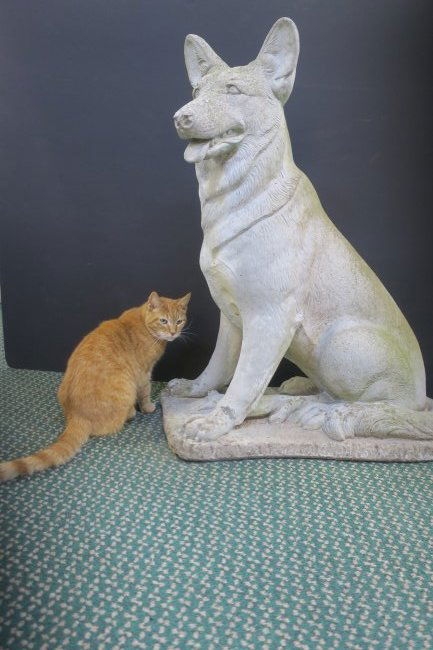 Life-size Concrete German Shepherd Statue:: Life-size Concrete German Shepherd Statue: Dog is Posed, Seated on a Curvilinear Base. The Pooch has a Slightly open Mouth with Exposed Tongue and a Somewhat Weathered Patina. 34"T. Looks like She's R