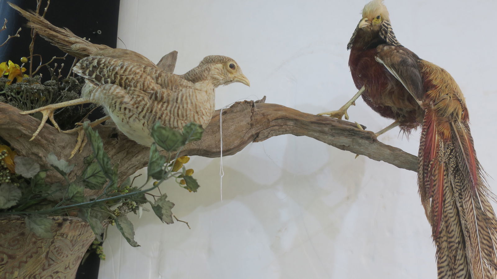 Taxidermies Golden Pheasants Perched on Branch: (1 of 3)