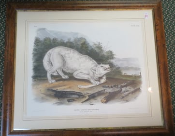 J.W. AUDUBON White American Wolf Imperial Folio:
