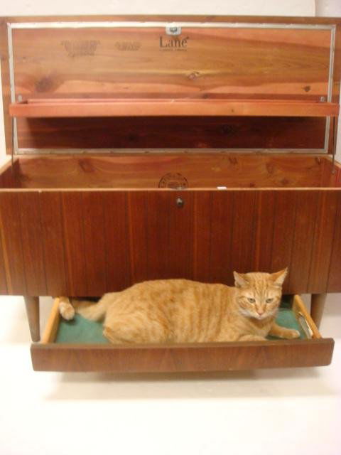 1950's Cherry Cedar Lined LANE Chest: 1950's Cherry Cedar Lined LANE Chest: Chest has Line Carved Front with Lower Drawer. Lift Top has Attached Till. Tapered Legs. 18"T, 40"W, 16"D. (100-200)