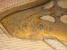 young chang baby grand piano any good young chang baby grand piano any good