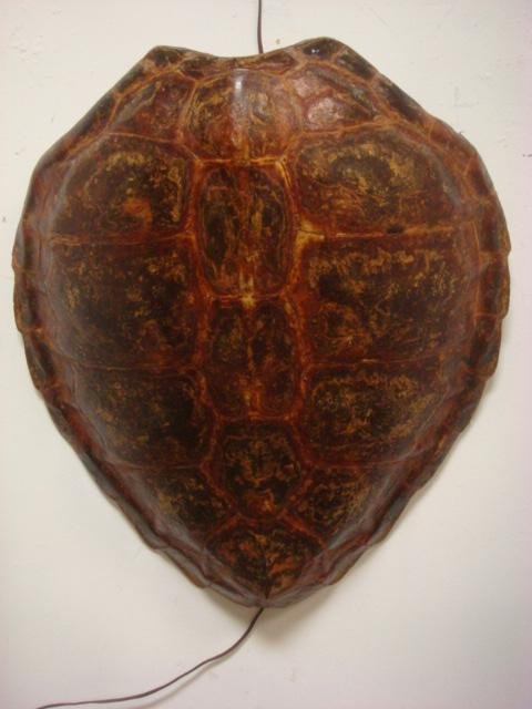 26" Florida Snapping Turtle Shell:: 26" Florida Snapping Turtle Shell: Hard Serrated Edge Carpace with 4 Rows of Keeled Scutes. No Breast Plate. 22"W. Macrochelys Temminckii's Only Known Enemy is Man. Legally Collected and Sold. Virgini