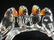 SWAROVSKI Crystal Baby Lovebirds on Branch: - 3