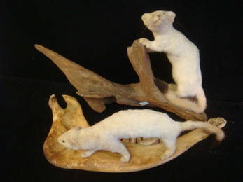 Two Taxidermy Mounted Ermines: