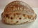 Tiger Cowrie Shell Souvenir of Columbian Exposition: - 2