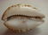 Tiger Cowrie Shell Souvenir of Columbian Exposition: - 3