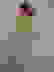 item-50826060=2