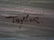 8: E57-2 OIL PAINTING SIGNED "TAYLOR" - 4