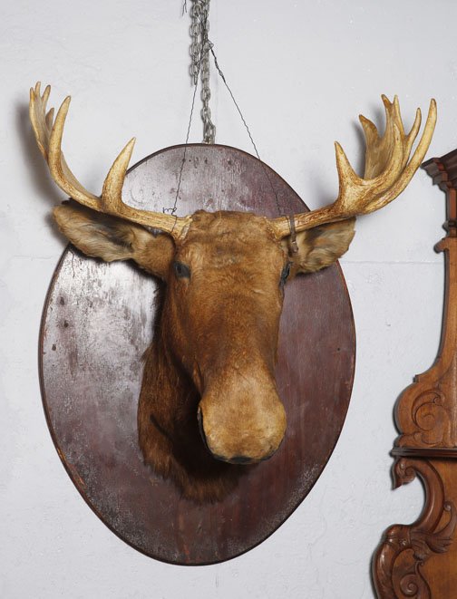 Moose Mount on Oval Wood Plaque