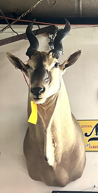 Shoulder Mount of African Kudu: Shoulder mount of African Kudu. 55"H x 20"W x 41'D