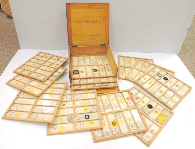 Box of 12 trays of microscope slides: Box of 12 trays of animal, plant, and insect slides (144 slides total); box: 8.25"w x 8"l x 3.25"h