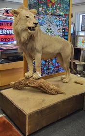 A African Full Mount Lion
