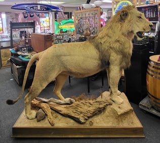 African Full Mount Lion