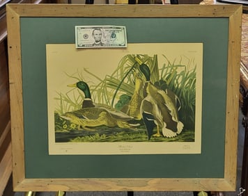 Mallard Duck lithograph by John J Audobon. Published by J. B. Fischer Co.