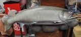 Freshwater Sport Fish, Provenance A. Bruner Estate in Idaho (U.S). 17" H x 46" W x 17" D.
