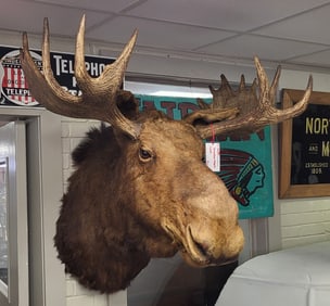 Moose Head, Taxidermy. 41" H x 38" W x 39" D