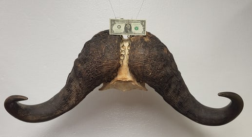 Water buffalo horns for display on wall.  15"H x 37"W