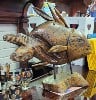 Hand Carved Teak Wood Fish connected to a Teak Wood Base. 22" H x 24" W