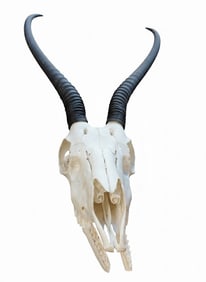 Animal Skull with Black Horns. Skull Measurements: 8"H x 12"W x 5"D