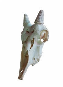 Goat's Skull