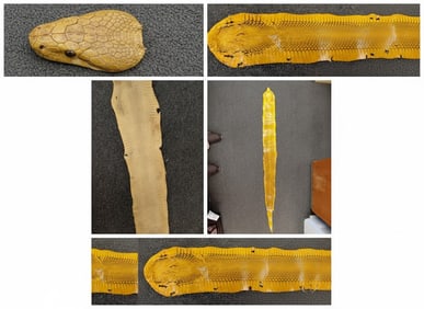 Cobra Snakeskin with Head Attached.