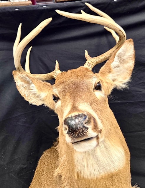 Taxidermy Whitetail Deer Head Mount – Large 8-Point Buck Shoulder Mount (1 of 5)