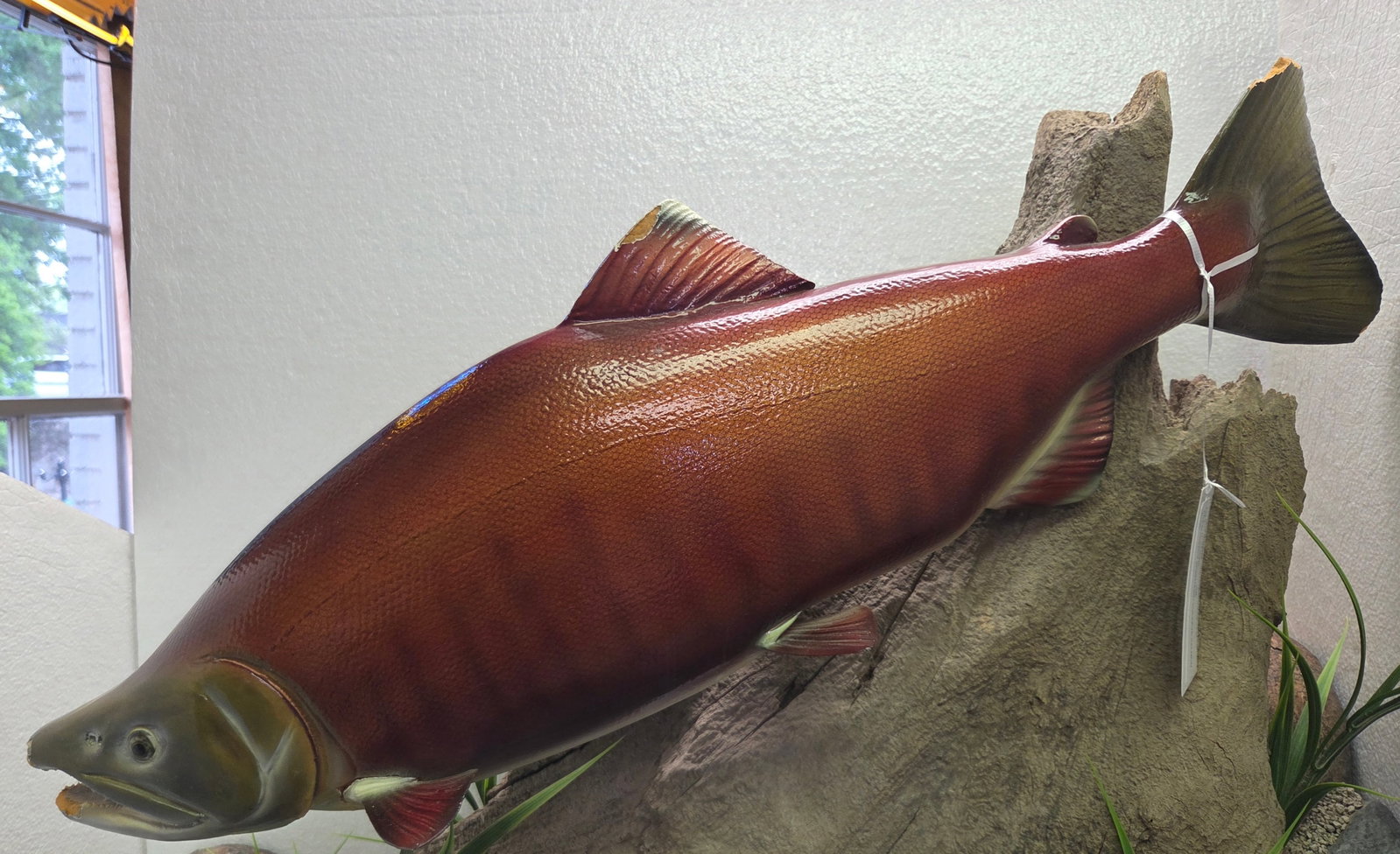 Large Museum Display Sockeye Salmon (1 of 6)