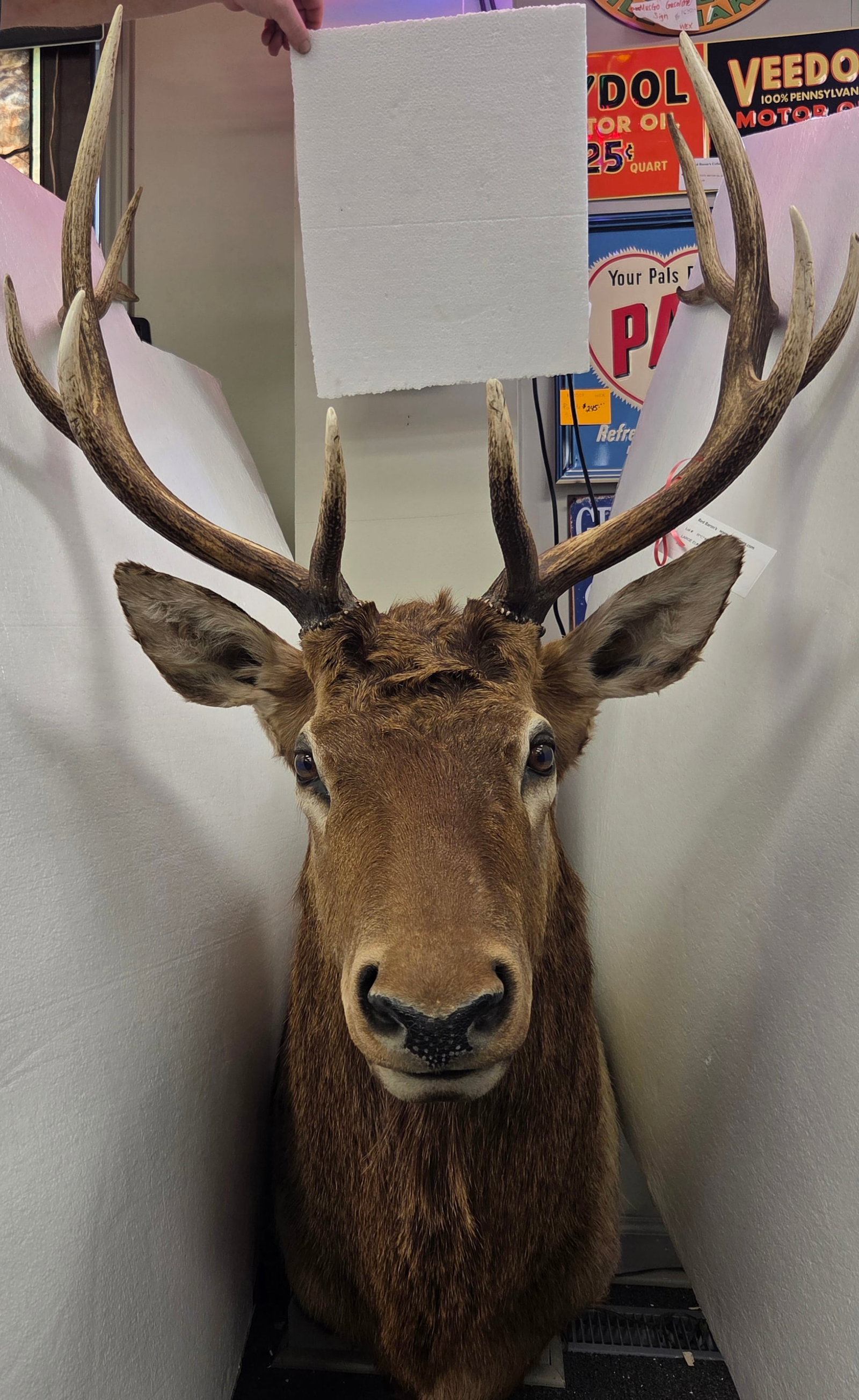 Large Elk Head Mount (1 of 3)