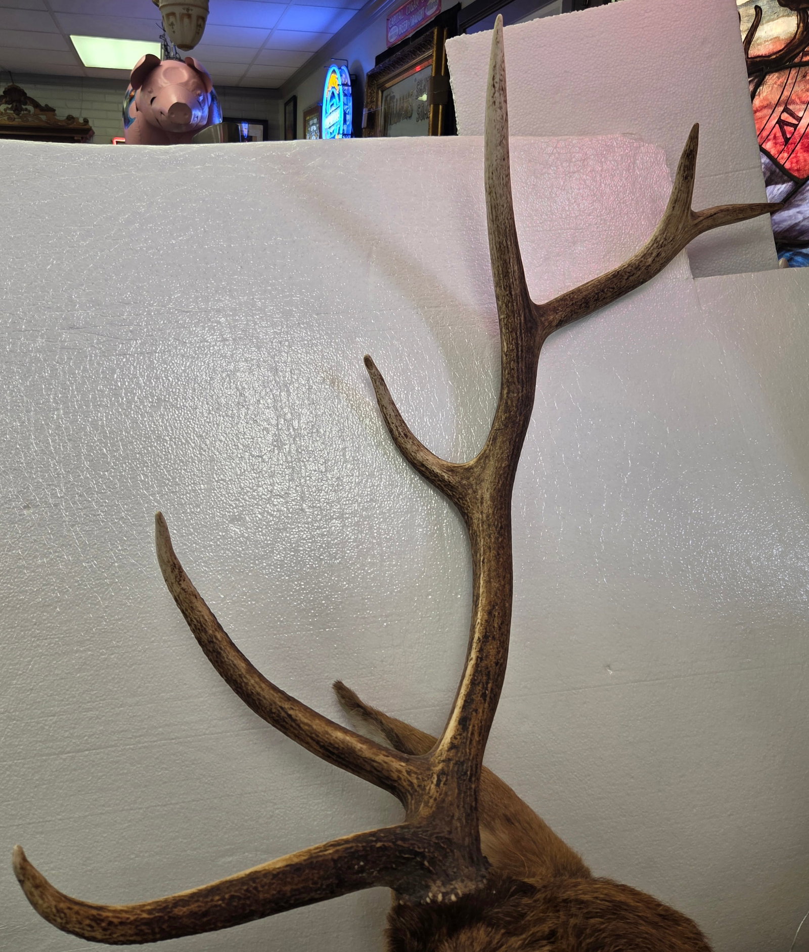 Large Elk Head Mount - 2