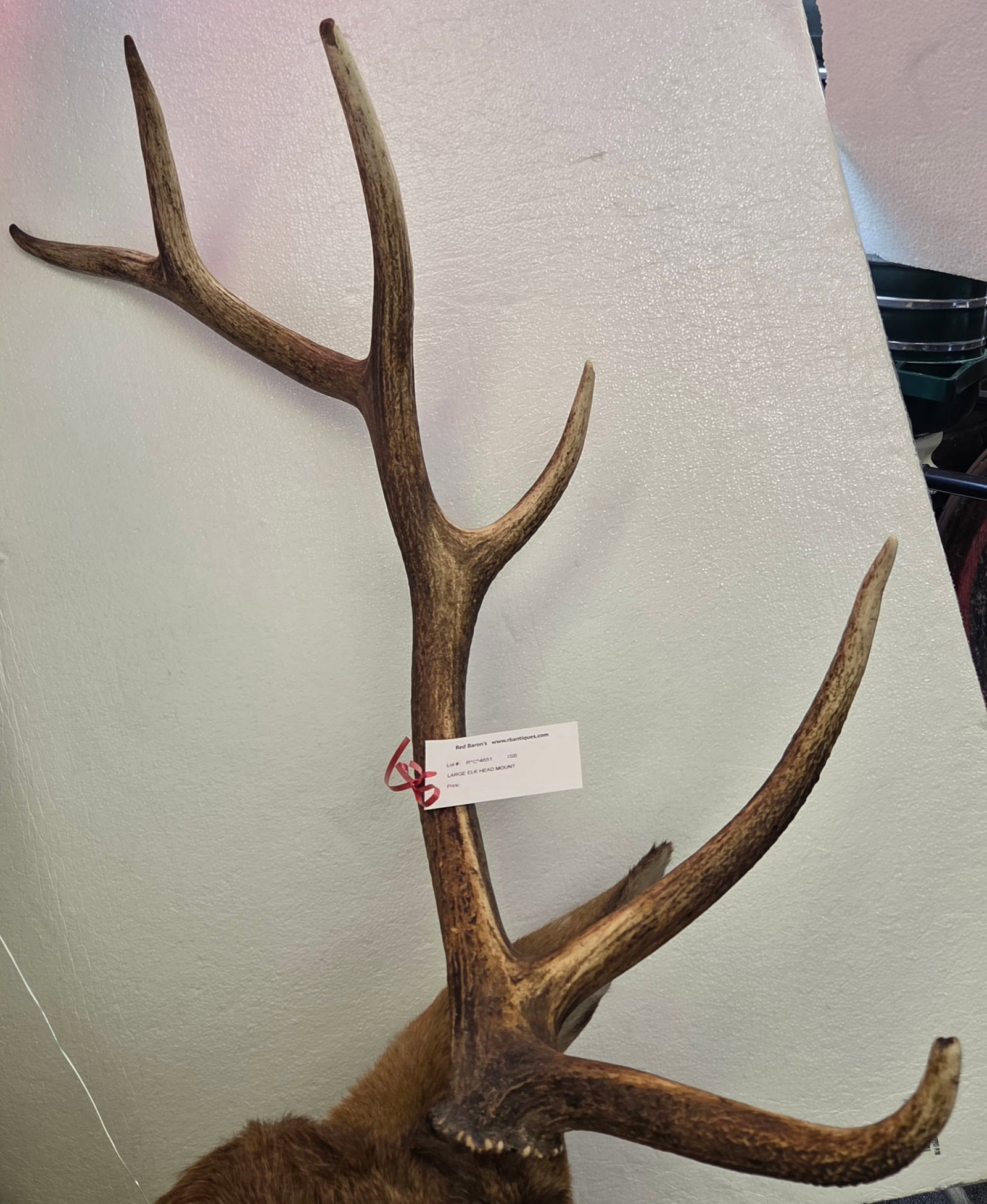 Large Elk Head Mount - 3