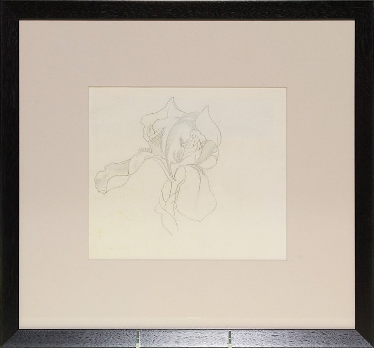 Carl Schmidt pencil drawing, iris flower, 7 x 8”
