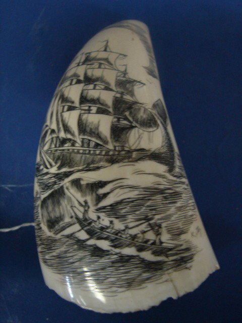 Nantucket Schrimshaw Ivory Tooth : Signed Kitty weight 5 ounces., 5" long. Carved on front only. Very good condition.