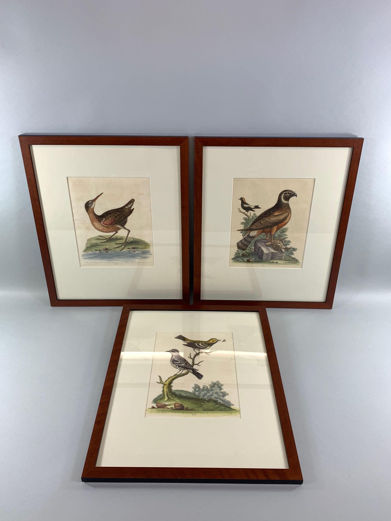 After George Edwards (3) Colored Lithographs Bird (1 of 8)