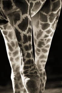 Henry Horenstein: "Smoky Giraffe, Giraffa Cameloparadalis Angolensis", paper size: 13 x 19, chromogenic print